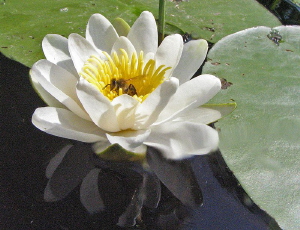 water lily honey
Lake Schoehsee delicacy 
July 2006 
C... by Chris Krambeck 